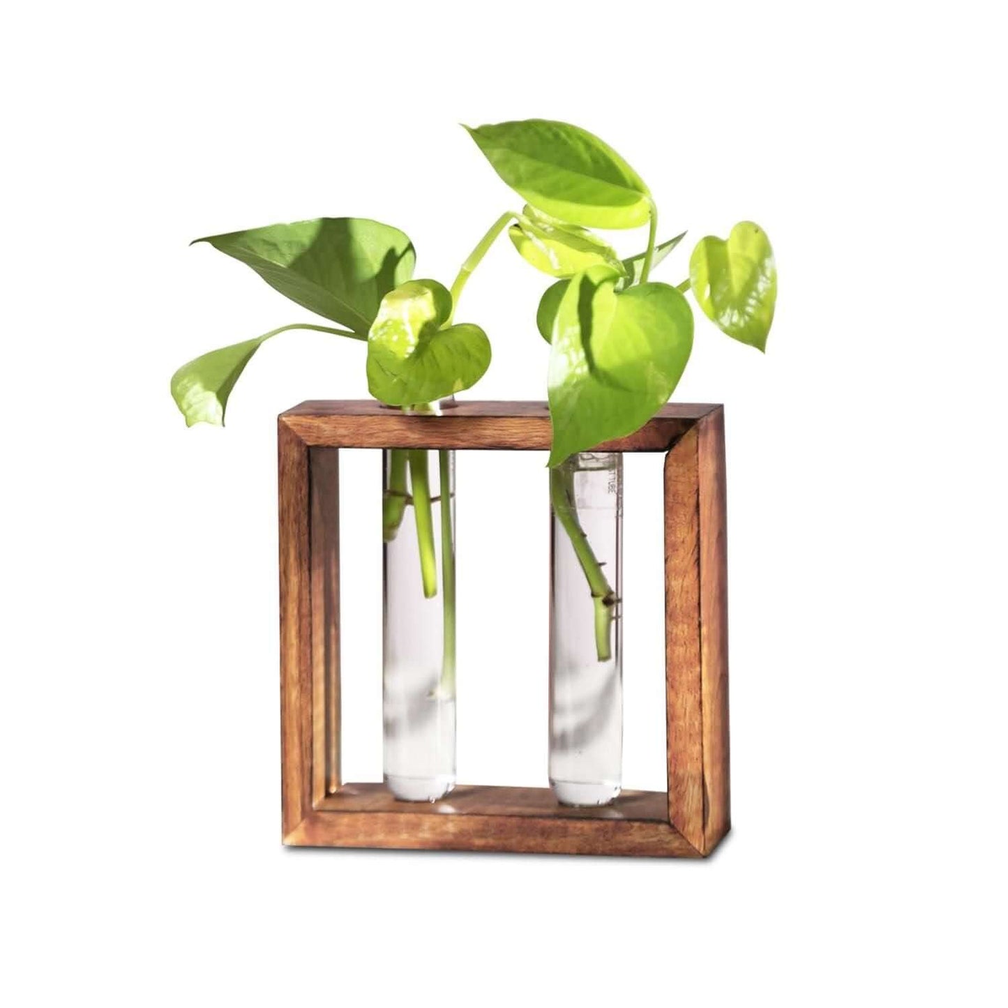 Glass Planter with Wooden Stand- Brand Kiosk Store