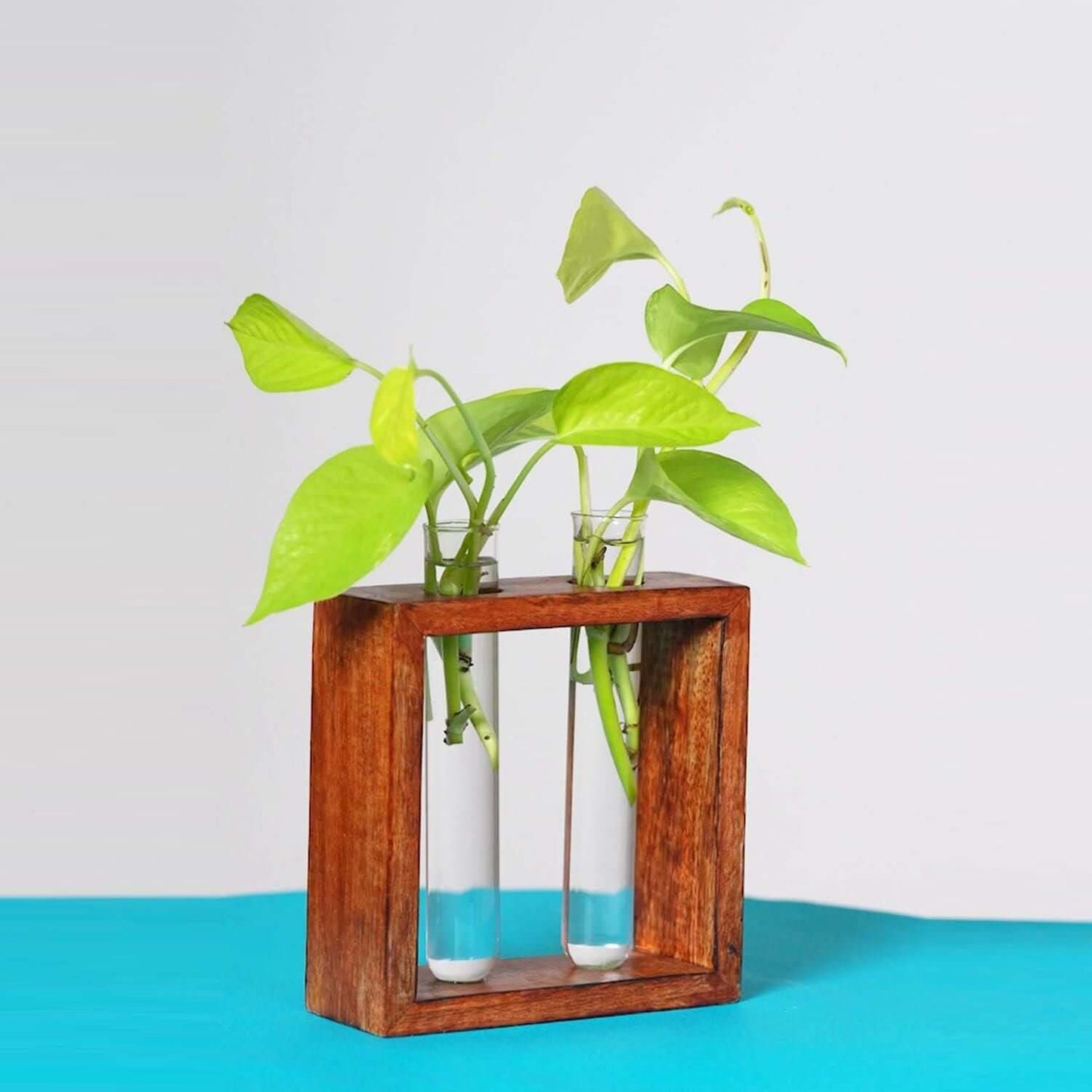 Glass Planter with Wooden Stand- Brand Kiosk Store